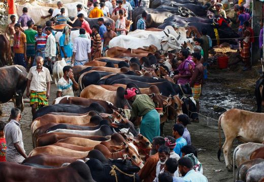 মহানবী (সা.) হালাল পশুর যেসব অঙ্গ খেতে নিষেধ করেছেন