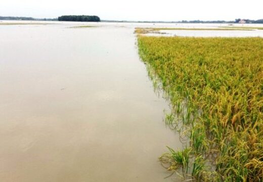টানা বৃষ্টি ও ঢলে বোরো ধানের বিপর্যয়, হাওরজুড়ে কৃষকের কান্না