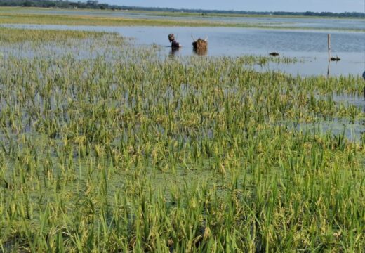 কাউয়াদিঘি হাওরে ধানবোঝাই নৌকা ডুবে এক চা শ্রমিকের মৃত্যু